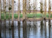 Tabir Terbuka:Rahasia Tersembunyi: Arti Mimpi Banjir Masuk Rumah : Ini Penjelasannya