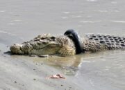 Kenali Arti Mimpi Bertemu Buaya : Pertanda Baik atau Buruk? Kuak Misterinya!