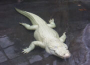 Simak! Arti Mimpi Buaya Putih : Pertanda Baik atau Buruk? Kuak Misterinya!