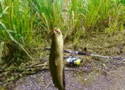 Misteri Terungkap: Arti Mimpi Mancing Ikan Gabus Temukan Makna Rahasianya Disini