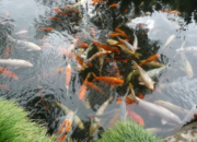 Tabir Terbuka:Rahasia Tersembunyi: Arti Mimpi Melihat Ikan Di Kolam Air Jernih : Ini Penjelasannya