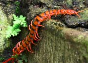 Tabir Terbuka:Rahasia Tersembunyi: Arti Mimpi Digigit Lipan : Pertanda Baik atau Buruk? Kuak Misterinya!