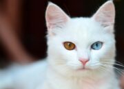 Wah, Arti Mimpi Kucing Putih  yang Perlu Diketahui