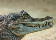 Misteri Terungkap: Arti Mimpi Melihat Buaya Kecil  yang Perlu Diketahui