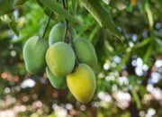 Kisah di Balik Arti Mimpi Melihat Buah Mangga Di Pohon  yang Perlu Diketahui