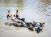 Simak! Arti Mimpi Berenang Di Sungai Temukan Makna Rahasianya Disini