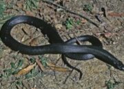 Buka Mata! Arti Mimpi Melihat Ular Hitam Temukan Makna Rahasianya Disini