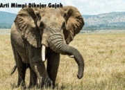 Misteri Terungkap: Arti Mimpi Dikejar Gajah Ternyata Ini Artinya Menurut Pakar