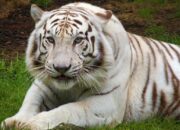 Penafsiran Unik: Arti Mimpi Harimau Putih  yang Perlu Diketahui