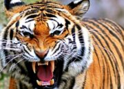 Kisah di Balik Arti Mimpi Dikejar Harimau Menurut Primbon Jawa : Ini Penjelasannya