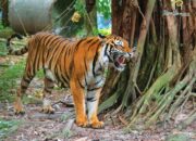 Misteri Terungkap: Arti Mimpi Harimau Masuk Rumah Ternyata Ini Artinya Menurut Pakar