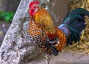 Simak! Arti Mimpi Melihat Ayam Banyak  yang Perlu Diketahui