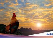 Tabir Terbuka:Rahasia Tersembunyi: Arti Mimpi Memotong Ayam Menurut Islam : Ini Penjelasannya