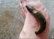 Penafsiran Unik: Arti Mimpi Digigit Lintah Banyak Ternyata Ini Artinya Menurut Pakar