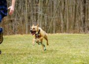 Kenali Arti Mimpi Mau Digigit Anjing Ternyata Ini Artinya Menurut Pakar