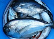 Simak! Arti Mimpi Melihat Ikan Kecil Banyak  yang Perlu Diketahui