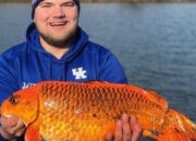 Kisah di Balik Arti Mimpi Menangkap Ikan Mas Ternyata Ini Artinya Menurut Pakar