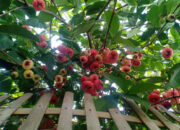 Penafsiran Unik: Arti Mimpi Melihat Pohon Jambu Air Merah Berbuah Lebat : Ini Penjelasannya