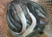 Misteri Terungkap: Arti Mimpi Melihat Ikan Lele Banyak Temukan Makna Rahasianya Disini