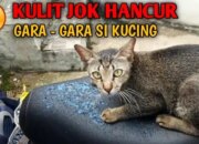 Wah, Arti Mimpi Dicakar Kucing : Ini Penjelasannya