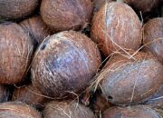 Simak! Arti Mimpi Dikasih Buah Kelapa Tua  yang Perlu Diketahui