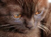 Misteri Terungkap: Arti Mimpi Melihat Anak Kucing : Pertanda Baik atau Buruk? Kuak Misterinya!