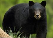 Simak! Arti Mimpi Dikejar Beruang Temukan Makna Rahasianya Disini