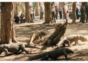 Wah, Arti Mimpi Dikejar Komodo : Ini Penjelasannya