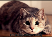 Kisah di Balik Arti Mimpi Melihat Kucing Ternyata Ini Artinya Menurut Pakar