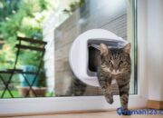 Kenali Arti Mimpi Kucing Masuk Rumah : Pertanda Baik atau Buruk? Kuak Misterinya!