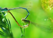 Arti Mimpi Bersetubuh Dengan Orang Yang Kita Cintai Menurut Islam : Ini Penjelasannya