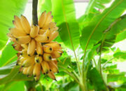 Simak! Arti Mimpi Memetik Pisang Matang Dari Pohon : Pertanda Baik atau Buruk? Kuak Misterinya!