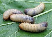 Tabir Terbuka:Rahasia Tersembunyi: Arti Mimpi Melihat Belatung Putih Kecil : Ini Penjelasannya