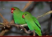 Tabir Terbuka:Rahasia Tersembunyi: Arti Mimpi Melihat Burung Temukan Makna Rahasianya Disini