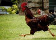 Simak! Arti Mimpi Dikejar Ayam Temukan Makna Rahasianya Disini