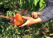 Tabir Terbuka:Rahasia Tersembunyi: Arti Mimpi Menangkap Ayam : Pertanda Baik atau Buruk? Kuak Misterinya!