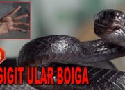 Simak! Arti Mimpi Digigit Ular Di Punggung  yang Perlu Diketahui