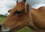 Kisah di Balik Arti Mimpi Melihat Sapi : Ini Penjelasannya