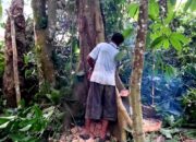 Tabir Terbuka:Rahasia Tersembunyi: Arti Mimpi Menebang Pohon Temukan Makna Rahasianya Disini