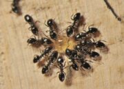 Buka Mata! Arti Mimpi Banyak Semut Ternyata Ini Artinya Menurut Pakar