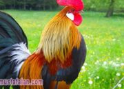 Tabir Terbuka:Rahasia Tersembunyi: Arti Mimpi Menyembelih Ayam Ternyata Ini Artinya Menurut Pakar