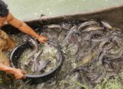 Buka Mata! Arti Mimpi Menangkap Ikan Lele Ternyata Ini Artinya Menurut Pakar