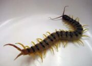 Simak! Arti Mimpi Melihat Kelabang  yang Perlu Diketahui