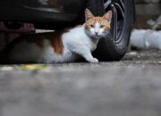 Simak! Arti Mimpi Menabrak Kucing Temukan Makna Rahasianya Disini
