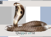 Penafsiran Unik: Arti Mimpi Melihat Ular Kobra Temukan Makna Rahasianya Disini