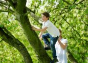 Kisah di Balik Arti Mimpi Memanjat Pohon Ternyata Ini Artinya Menurut Pakar