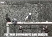 Penafsiran Unik: Arti Mimpi Burung Lepas Dari Sangkar  yang Perlu Diketahui