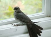 Kenali Arti Mimpi Burung Masuk Rumah Temukan Makna Rahasianya Disini