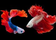 Tabir Terbuka:Rahasia Tersembunyi: Arti Mimpi Menangkap Ikan Ternyata Ini Artinya Menurut Pakar