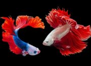 Simak! Arti Mimpi Menangkap Ikan Banyak Ternyata Ini Artinya Menurut Pakar